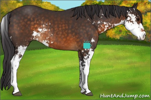 Horse Color:Buckskin Sabino Rabicano
