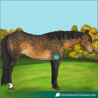 Horse Color:Buckskin Rabicano 