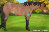 Horse Color:Buckskin Roan 