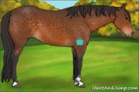 Horse Color:Buckskin Sabino 