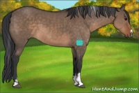 Horse Color:Brown Dun Sabino 