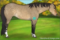 Horse Color:Buckskin Dun Sabino Rabicano 