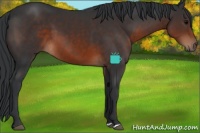 Horse Color:Brown 