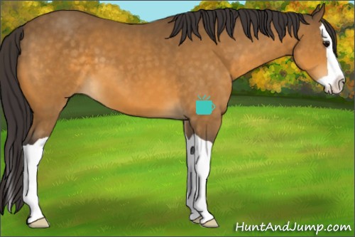 Horse Color:Buckskin Splash 
