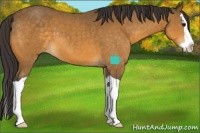 Horse Color:Buckskin Splash 