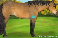Horse Color:Buckskin 