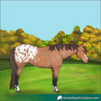 Horse Color:Bay Appaloosa 