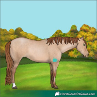 Horse Color:Brown Pearl Dun Rabicano