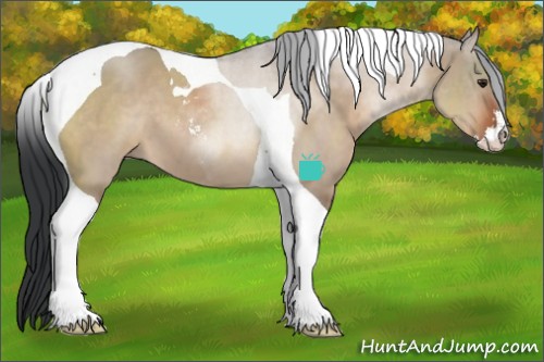 Horse Color:Brown Dun Sabino Tobiano