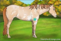 Horse Color:White Spotted Buckskin Pearl 