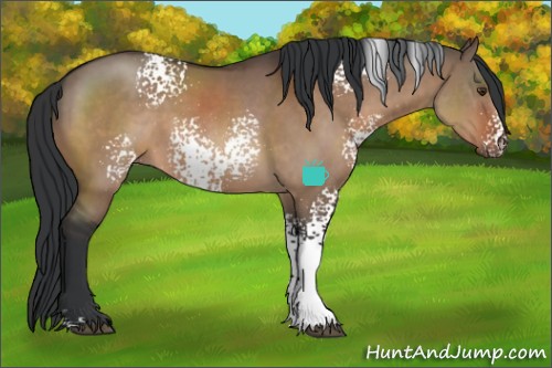 Horse Color:White Spotted Brown Dun Sabino 
