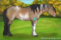 Horse Color:White Spotted Brown Dun Sabino