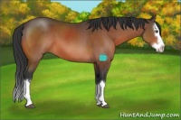Horse Color:Bay Sabino Splash 