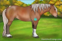 Horse Color:Silver Bay Tobiano 