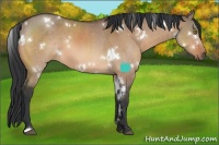 Horse Color:White Spotted Brown Dun 