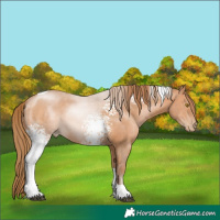 Horse Color:White Spotted Brown Pearl Tobiano Rabicano