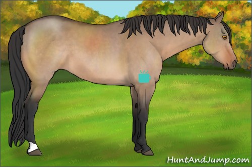 Horse Color:Bay Dun 
