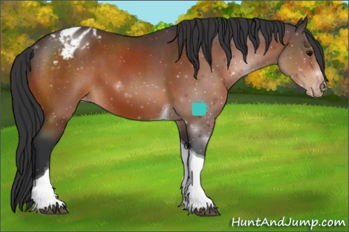 Horse Color:Bay Tobiano Varnish