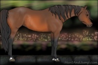 Horse Color:Bay Rabicano