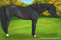Horse Color:Black Rabicano 