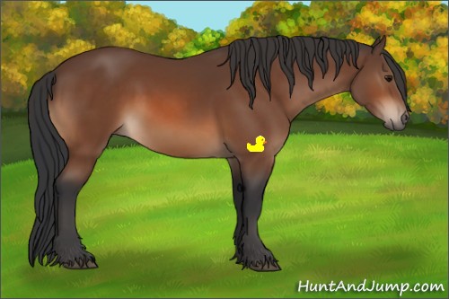 Horse Color:Bay Sabino 