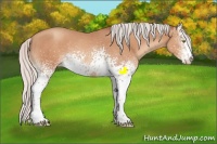 Horse Color:White Spotted Silver Sable Champagne Sabino Appaloosa 