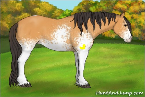 Horse Color:White Spotted Buckskin Tobiano 