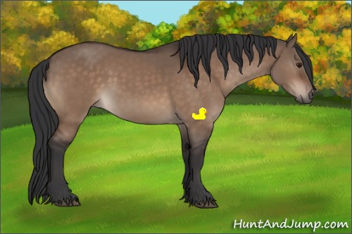 Horse Color:Brown Dun Sabino 