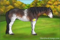 Horse Color:White Spotted Brown Appaloosa 