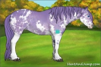 Horse Color:Watercolor Buckskin Sabino Splash Appaloosa 