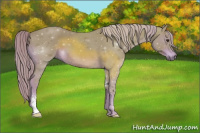 Horse Color:Watercolor Chocolate Palomino Sabino 