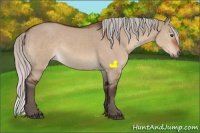 Horse Color:Silver Brown Dun Rabicano
