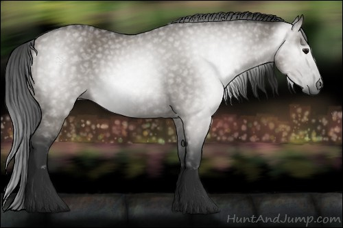 Horse Color:Gray Grullo 