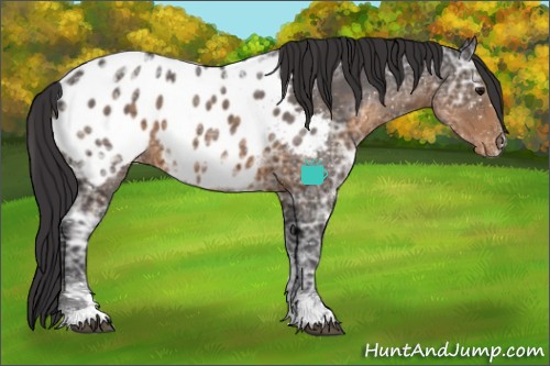 Horse Color:Buckskin Ice Sabino Near Leopard Rabicano