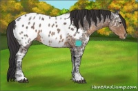Horse Color:Buckskin Ice Sabino Near Leopard Rabicano 