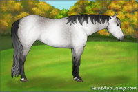 Horse Color:Gray Grullo 