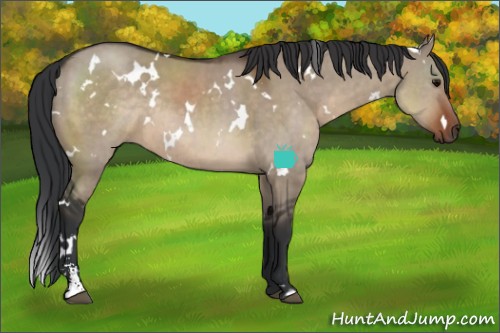 Horse Color:White Spotted Brown Dun Sabino Rabicano 