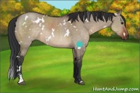 Horse Color:White Spotted Brown Dun Sabino Rabicano 