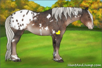 Horse Color:White Spotted Liver Chestnut Mushroom Sabino Appaloosa 