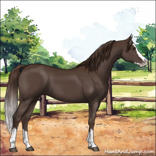 Horse Color:Liver Chestnut Sabino Splash 