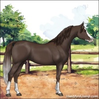 Horse Color:Liver Chestnut Sabino Splash 