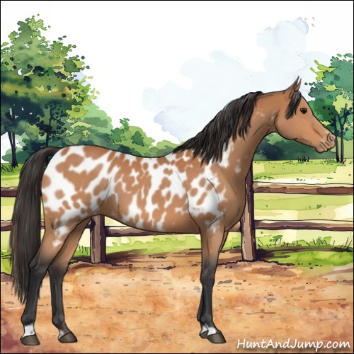Horse Color:Bay Sabino Appaloosa 