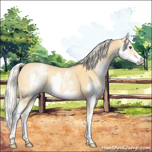 Horse Color:White Spotted Gold Cream Champagne Splash 