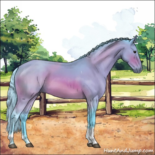 Horse Color:Watercolor Bay Sabino Tobiano 
