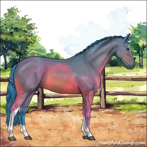 Horse Color:Watercolor Bay Sabino Tobiano 