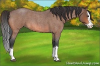 Horse Color:Bay Roan Splash 