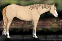 Horse Color:Gold Champagne Splash 