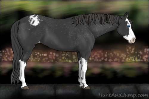 Horse Color:Black Splash Appaloosa 