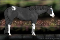 Horse Color:Black Splash Appaloosa 