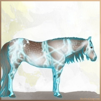 Horse Color:Gray Thunderstruck Red Roan Appaloosa 